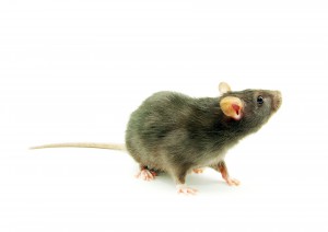 funny rat isolated on white background